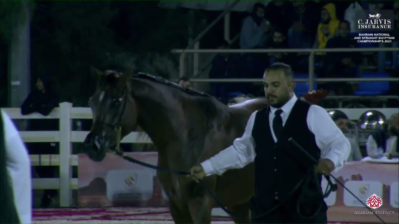 N 113 ENAD AL JABRIYEH   Bahrain National and Straight Egyptian Championships 2023   Colts 3 Years O