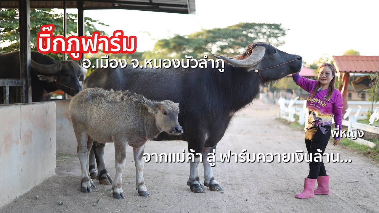 แวะชม ✅ บิ๊กภูฟาร์ม ฟาร์มควายเงินล้าน [อ.เมือง จ.หนองบัวลำภู]