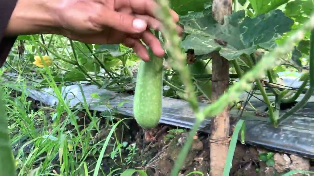 Cách lầm trái cho bí đậu nhiều trái và trăm phân gì cho trái mau  lớn 