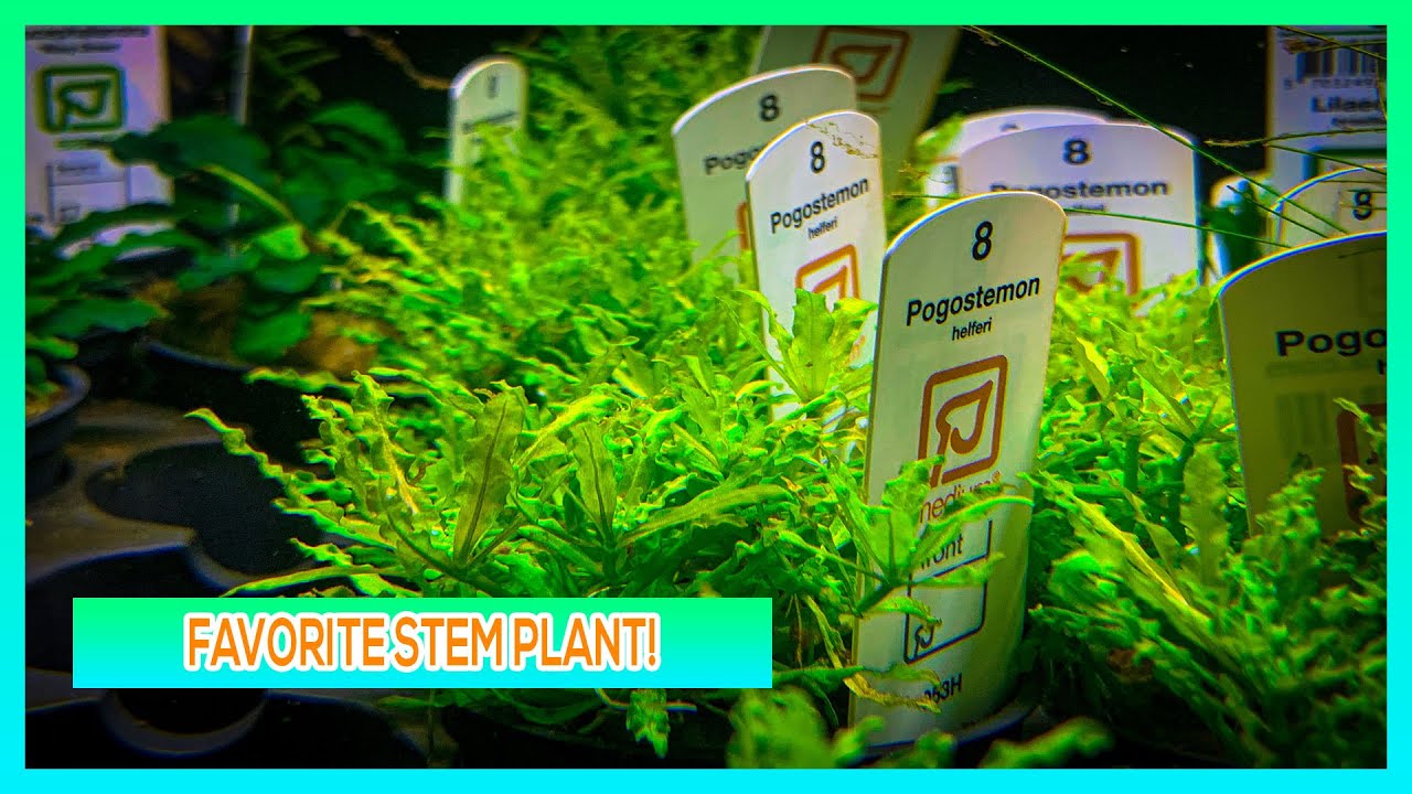 DOWNOI / POGOSTEMON HELFERI - CARPETING AQUARIUM PLANT CARE GUIDE