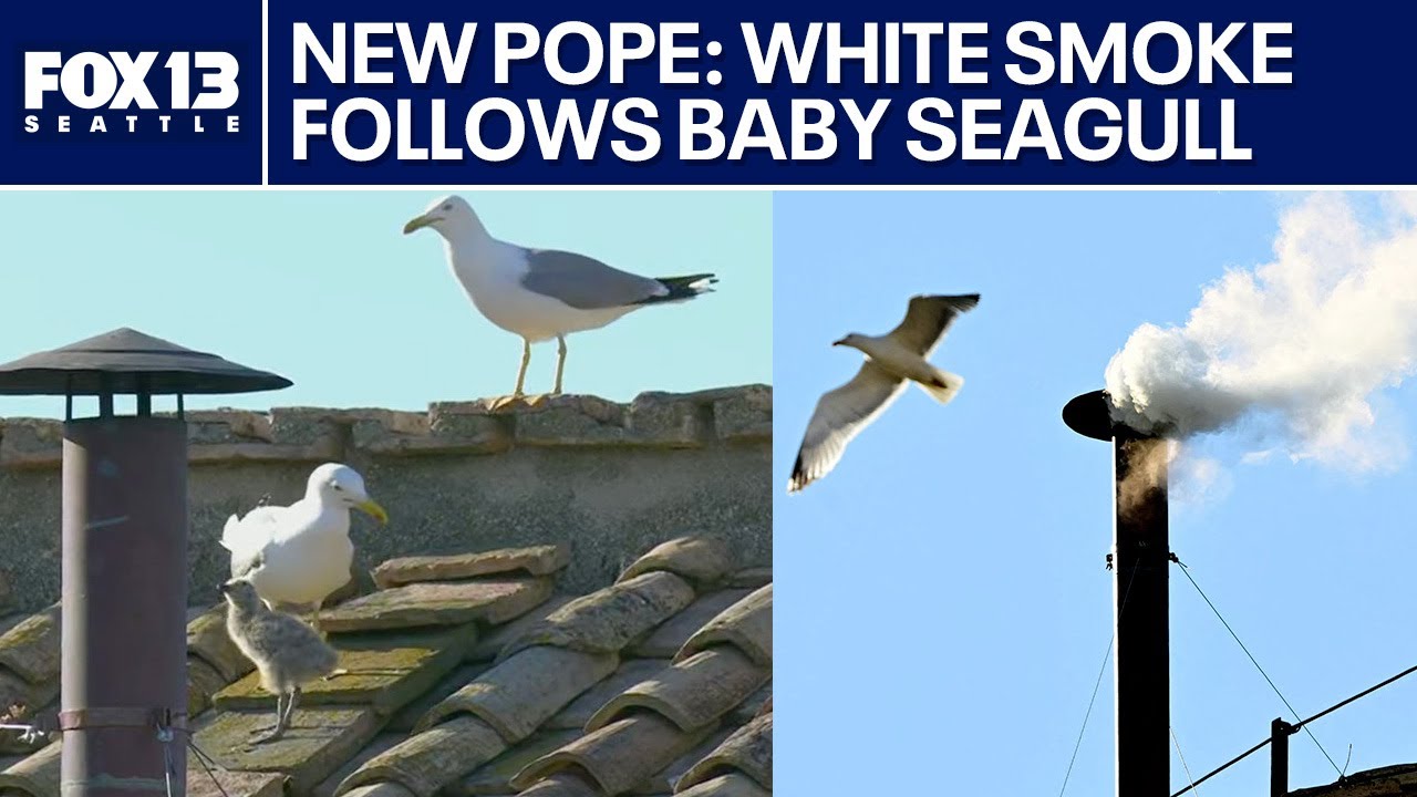 Baby seagull lands moments before white smoke signals new pope
