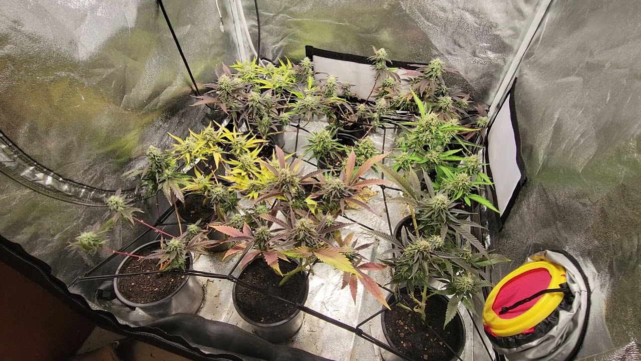 Indoor update 3x3 tent scrog 12 cannabis plants week 6 flower.  simpro simply professional formula