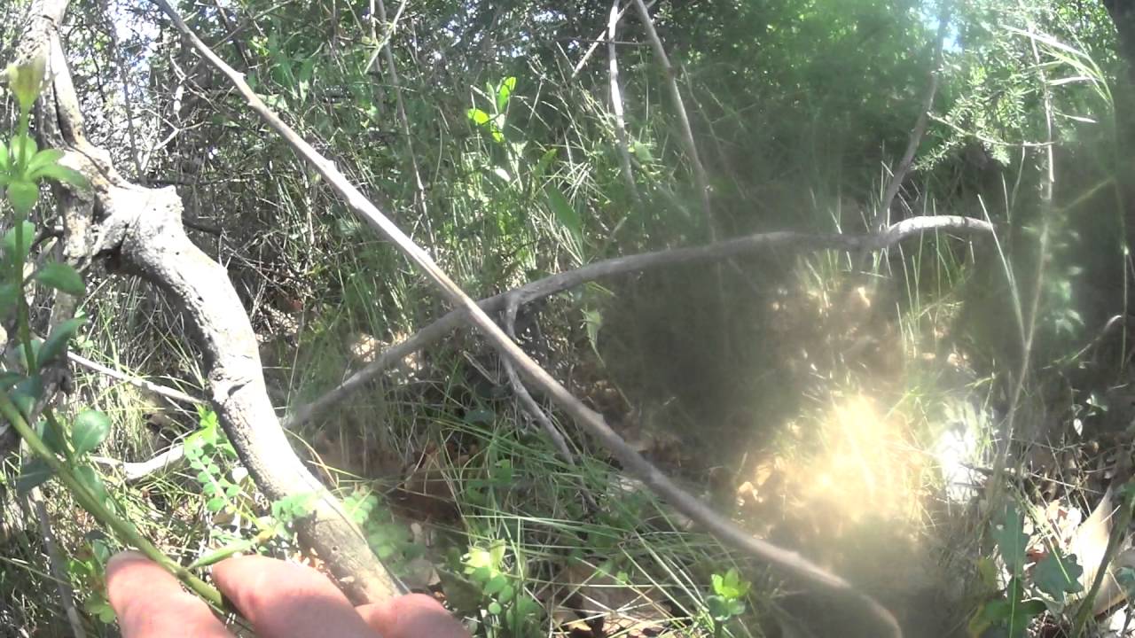 Asperges sauvages en Provence