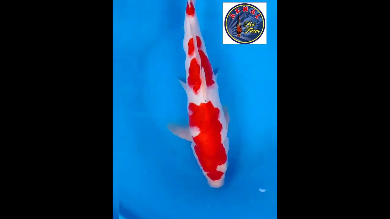 ikan penjinak, Showa,sanke kohaku calon jumbo SQ &HQ posisi di Blitar wa 085648486667