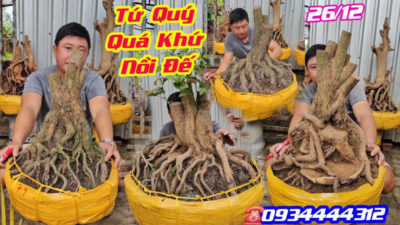 #Tín_0934444312, BG 26/12, Phôi Mai Tứ Quý Nồi Đế Quá Khứ, Bonsai Lùn Lực Đế Đặc/ CS Cần Thơ