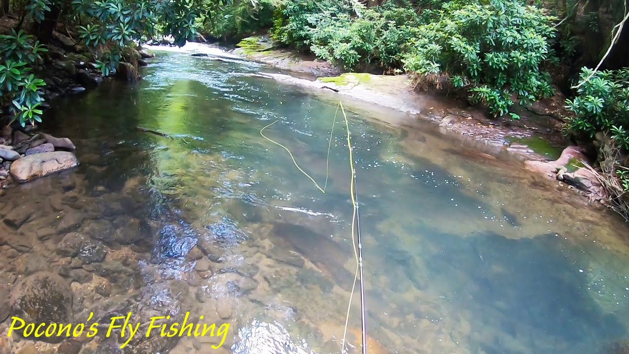 Fly Fishing the POCONOS (Brook, Brown, & Rainbow Trout)