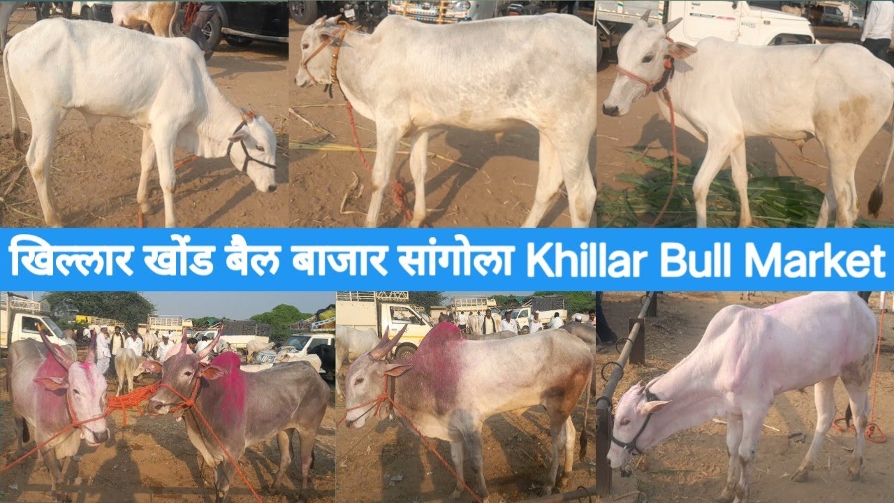 खिल्लार खोंड बैल बाजार सांगोला Khillar Bull Market Sangola