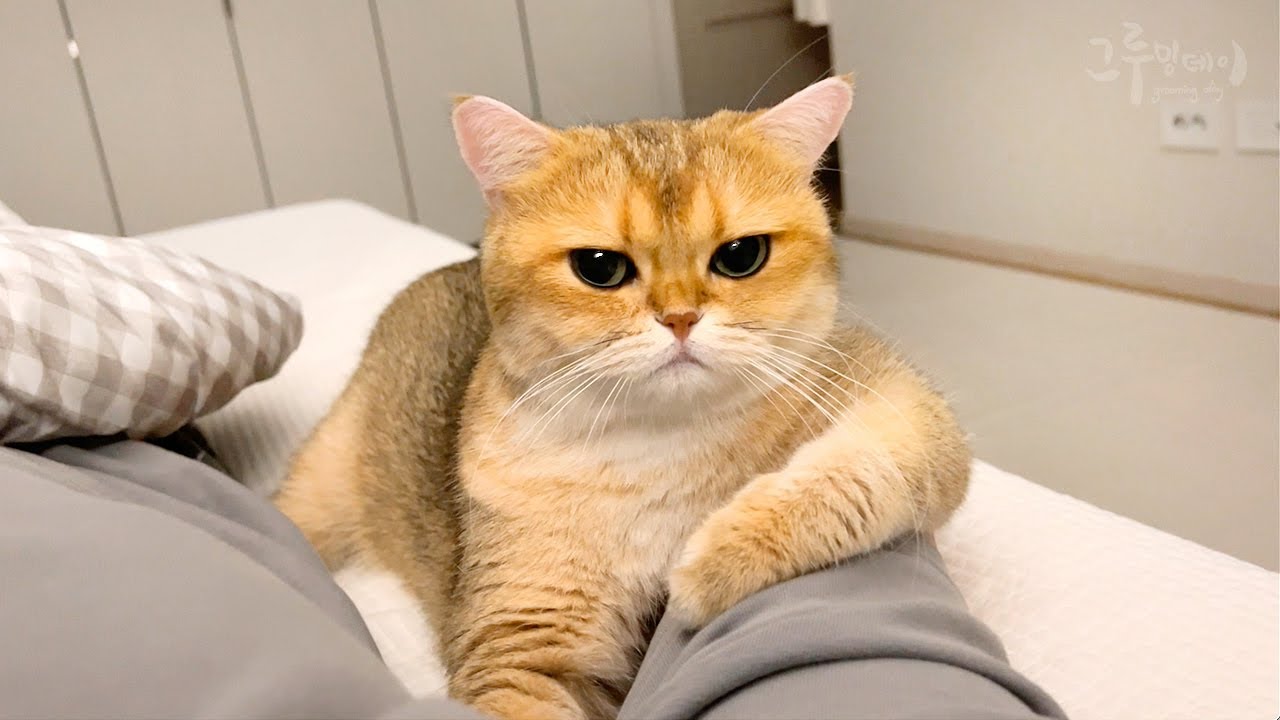 Реакция кошки на то, что она нашла больного хозяина.