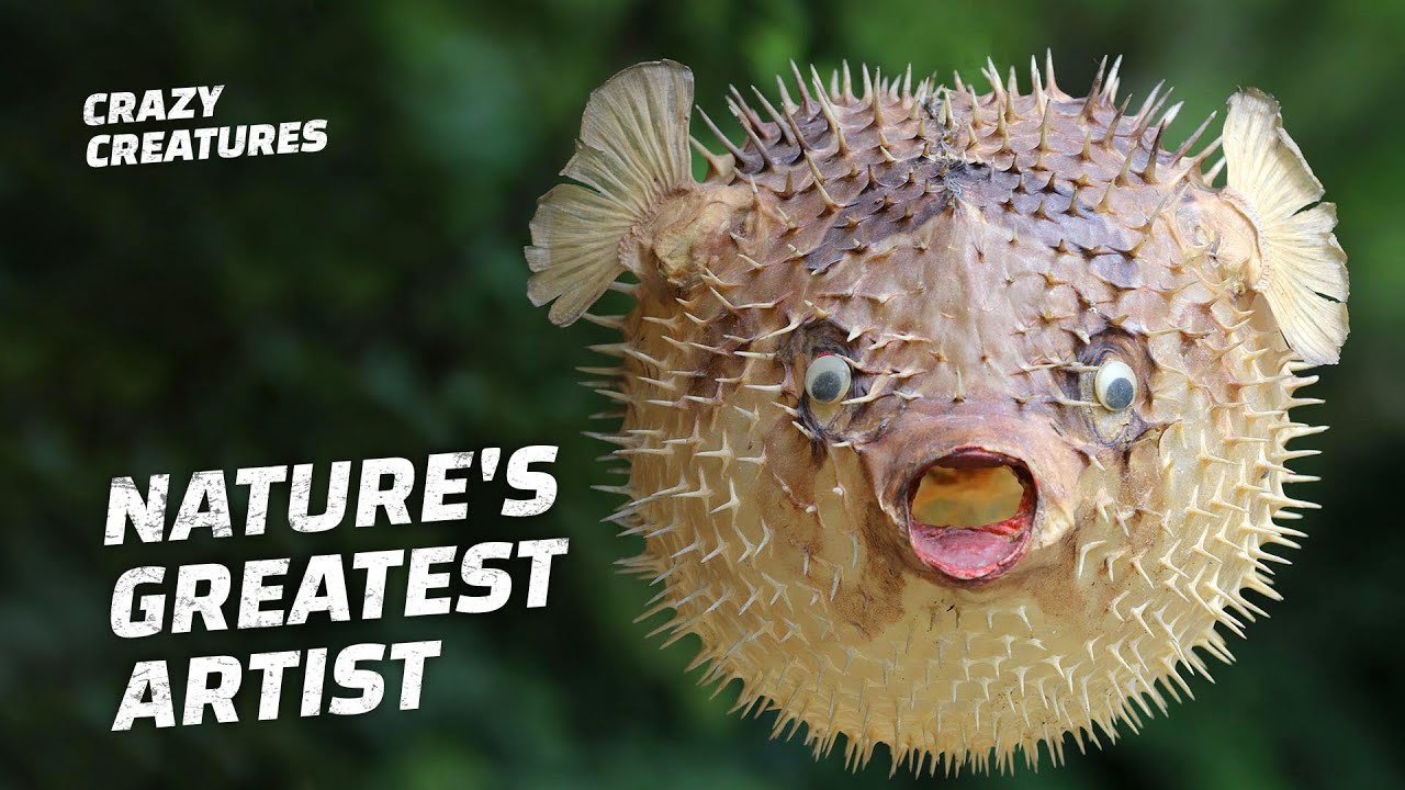 Pufferfish: Nature's Greatest Artist?