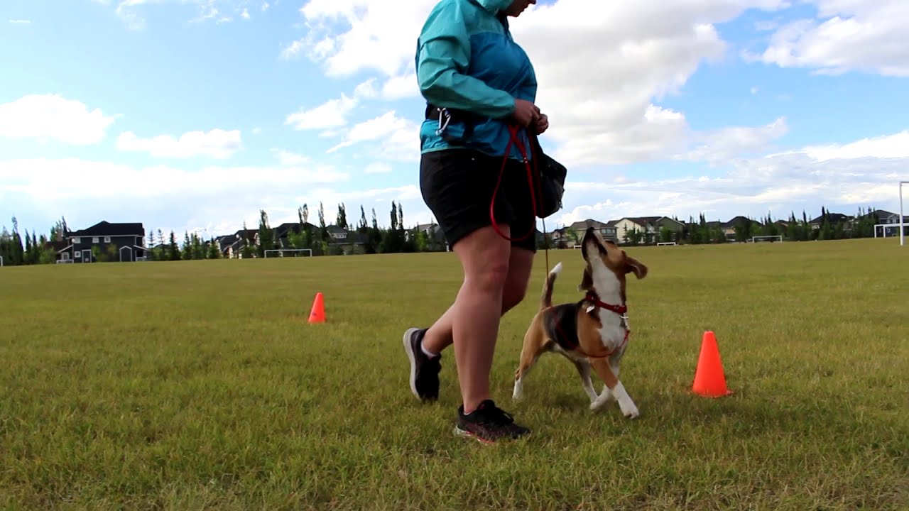 Loose Leash Walking Games