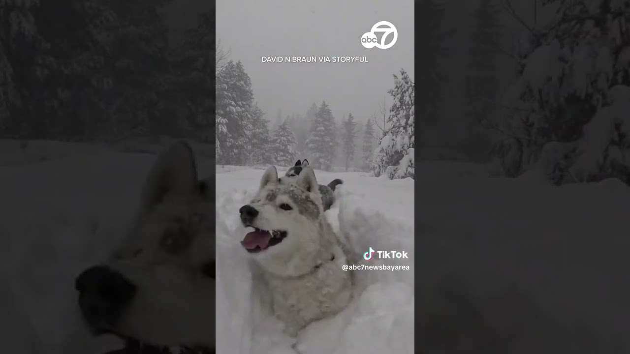 Huskies play in deep snow as blizzard strikes Tahoe