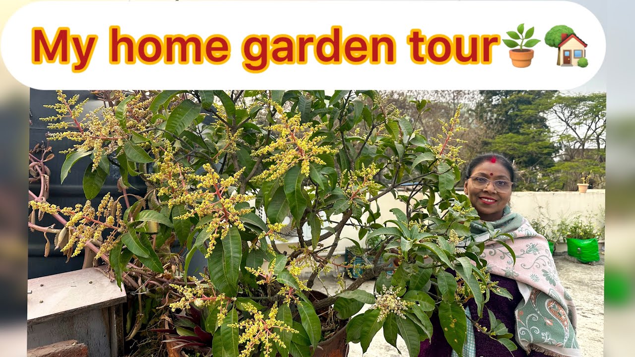 My home garden tour | terrace garden | my beautiful garden 