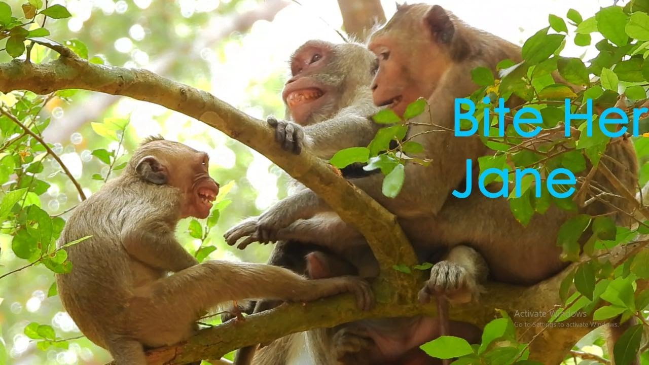 Bad Duchess Incite Jane Bite Her Own Daughter. Janet Scared Almost Drop From The Tree.