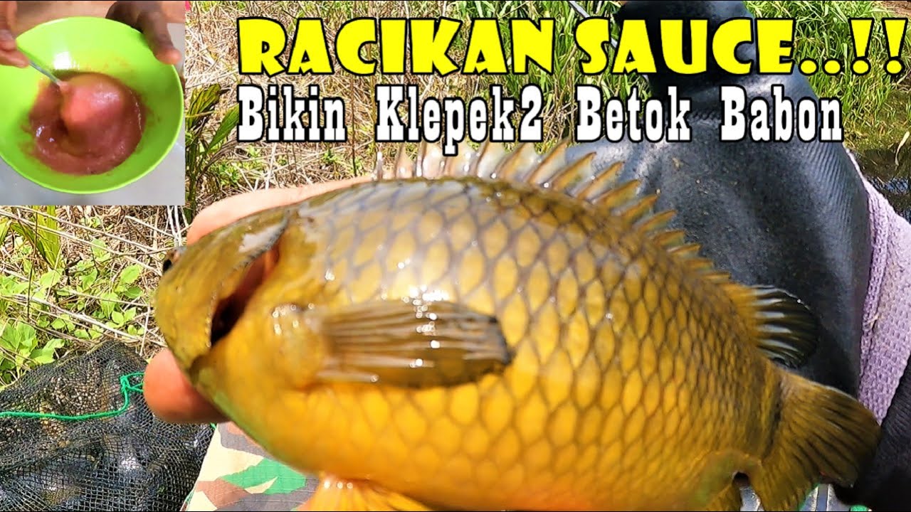Umpan Jitu..!! Racikan Umpan Paling Jitu Untuk Mancing Ikan Betok Rawa