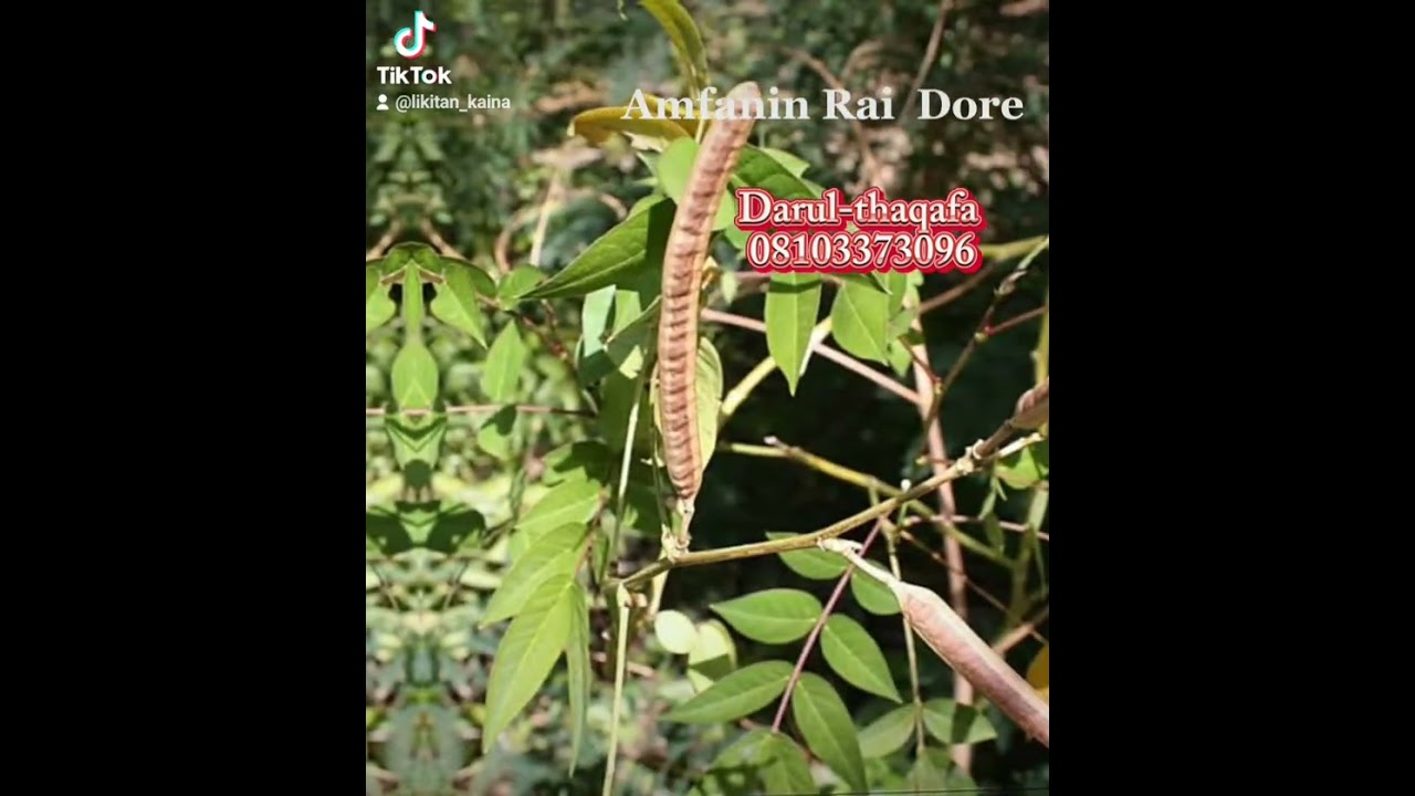 Amafanin Rai Dore by: Dr Rajj Abubakar #health #cancer #doctor #sunnah #arewa #trending #nigeria