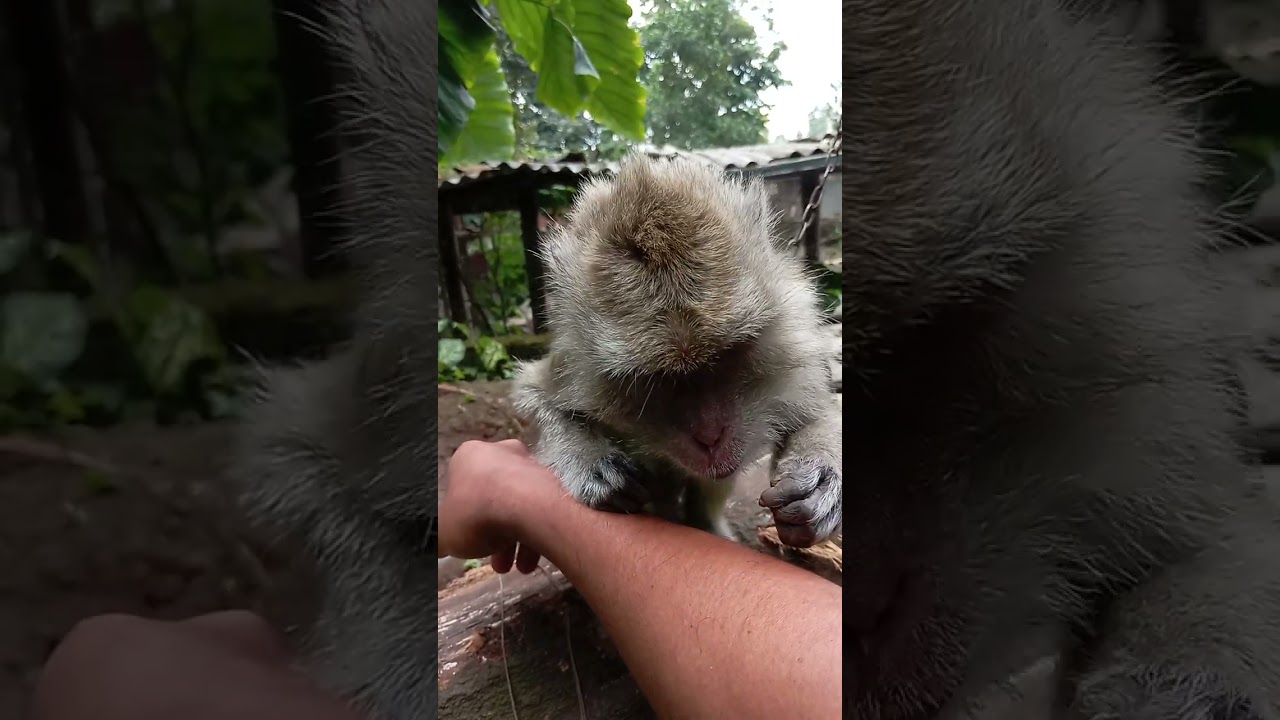 lagi bermain sama monyet monmon