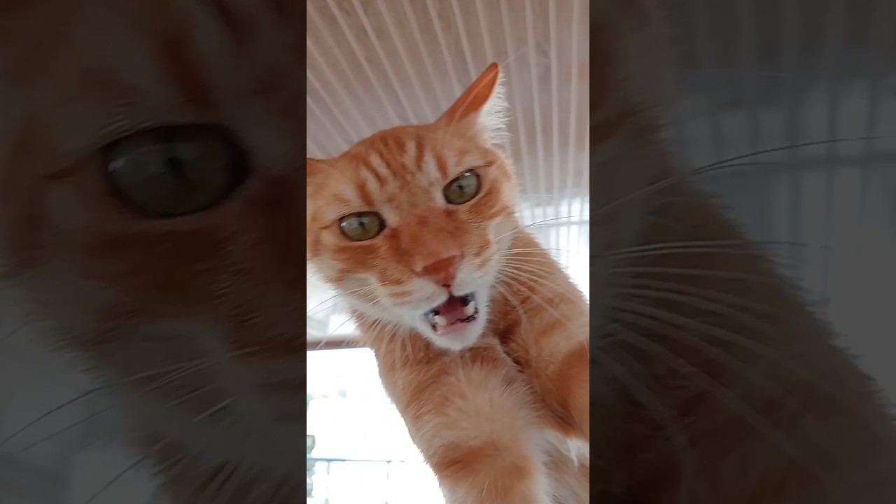 Kedi kaçıran ses Kedi sesi 