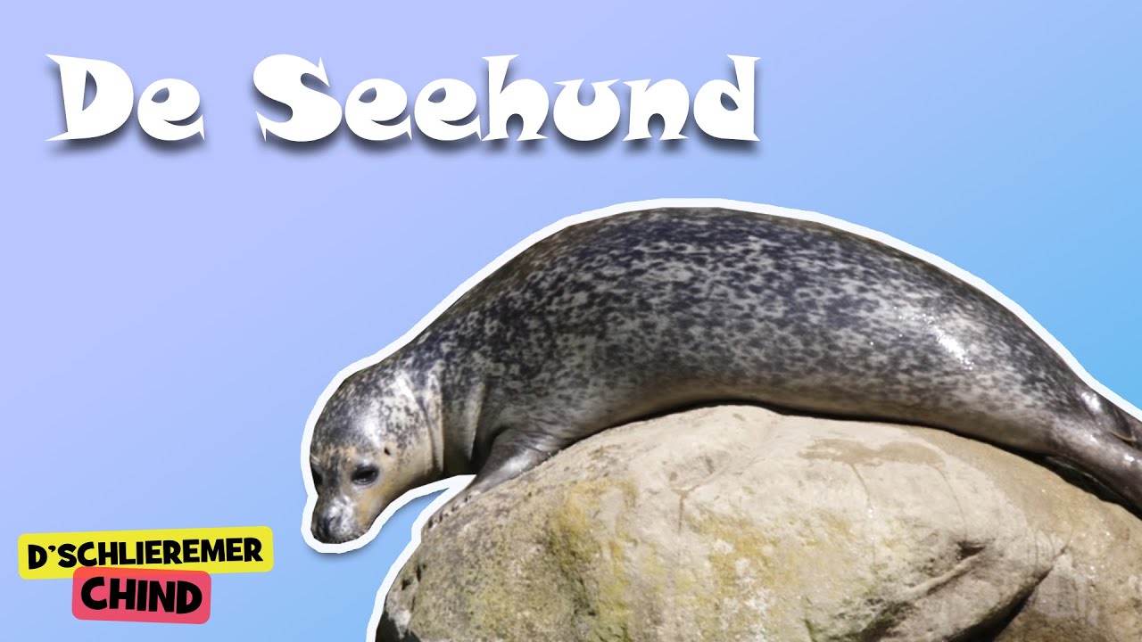 Schlieremer Chind - De Seehund