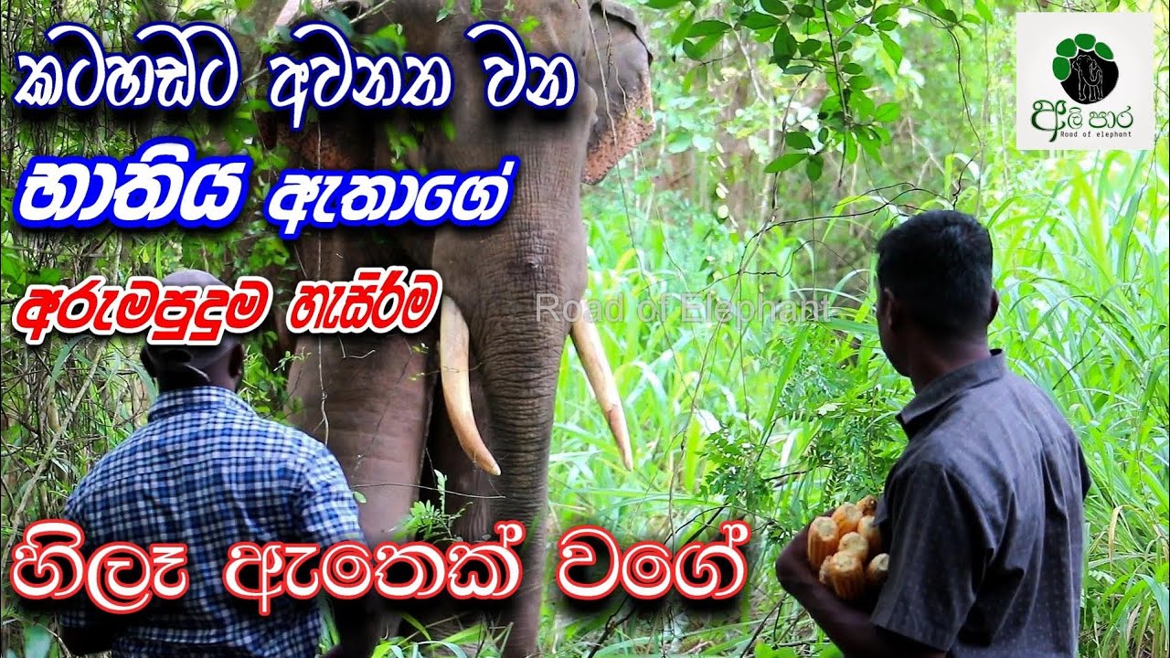 කට හඬට අවනත භාතිය. හිලෑ ඇතෙක් වගේ