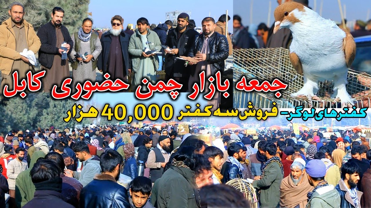جمعه بازار در چمن حضوری کابل- مستند خرید و فروش || کفتر های لوگر- فروش سه کفتر 40,000 هزار افغانی 