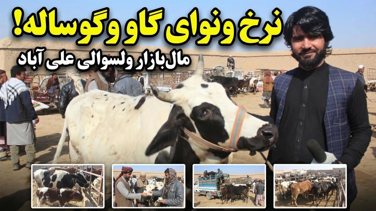 نرخ ونوای گاو وگوساله در ماه رمضان در ولسوالی علی‌آباد کندز 