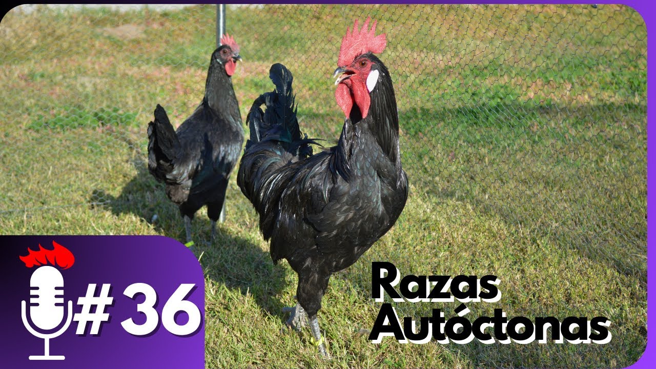 🎙️ Hablando de RAZAS DE GALLINAS AUTÓCTONAS | Podcast #36 con JUECES Y EXPERTOS EN LA AVICULTURA