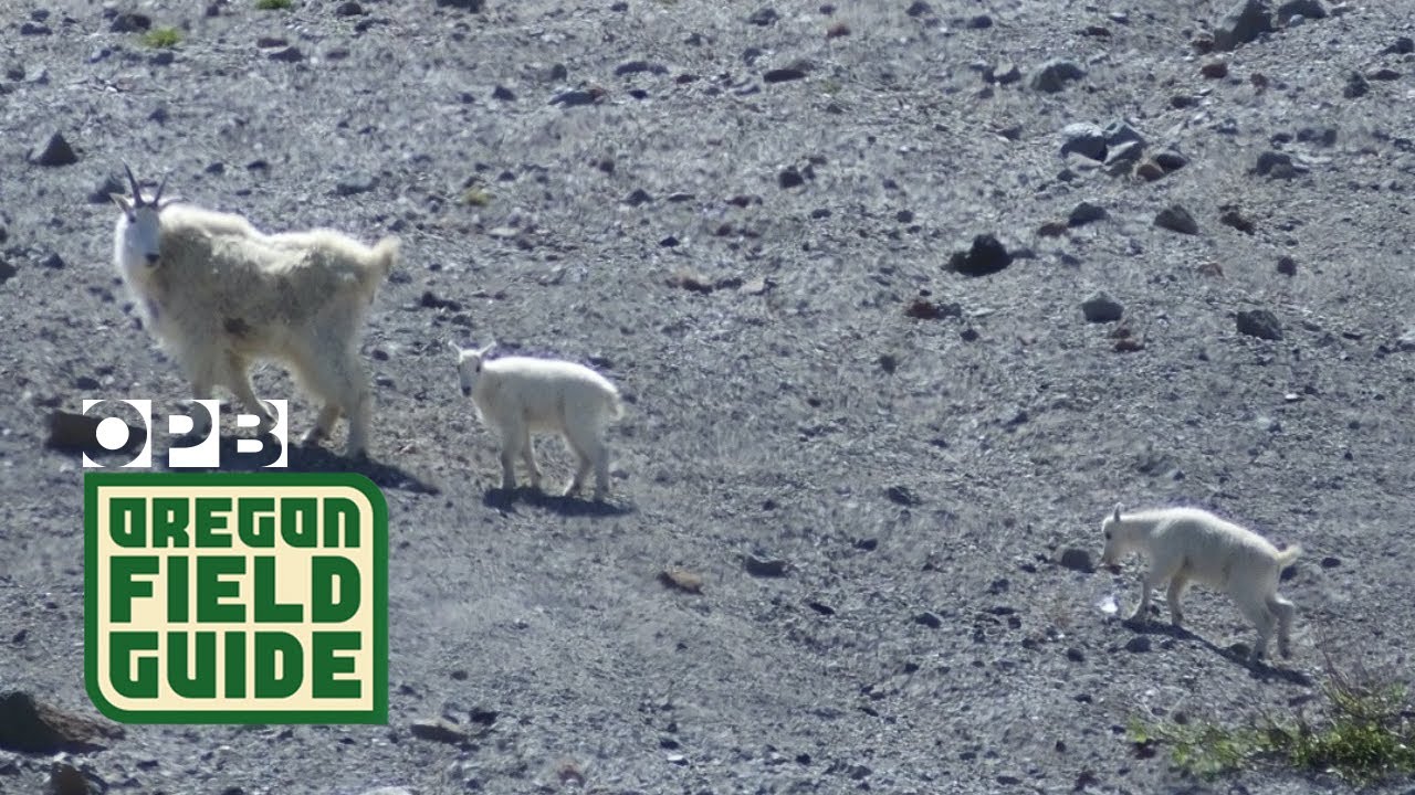 Mountain Goats Return To Mount St. Helens