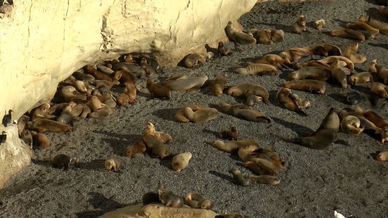 La experiencia inigualable de interactuar con los lobos marinos, todo el a&ntilde;o en Puerto Madryn