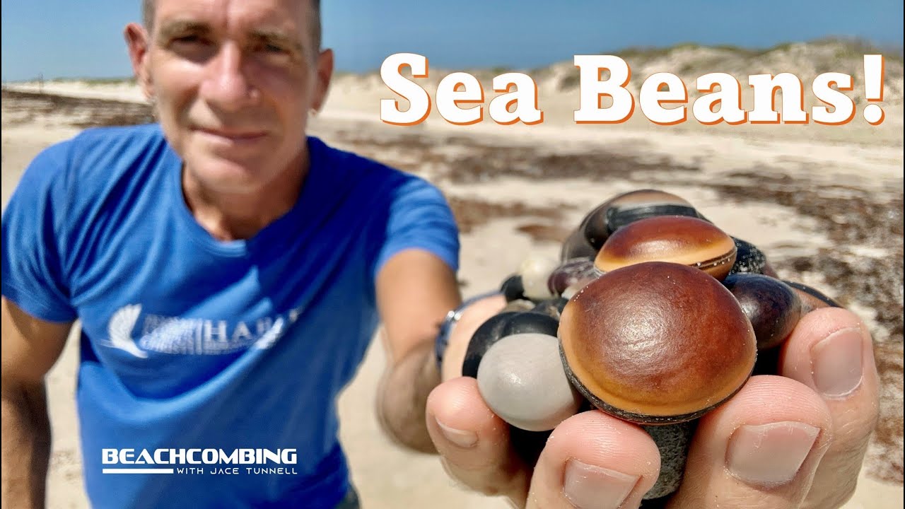 Beachcombing - Sea Beans