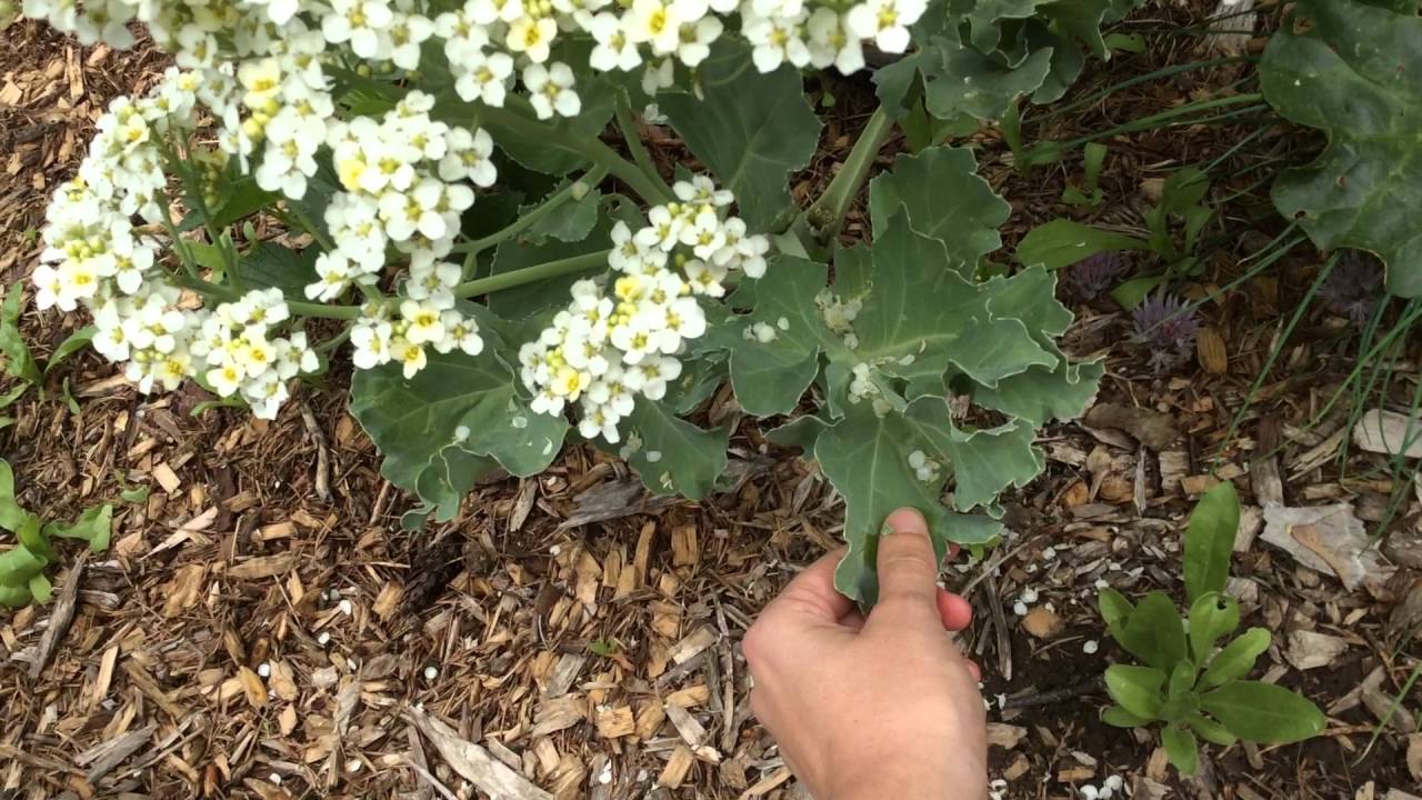 Sea Kale (Crambe Maritima) Re-do (Better sound!  More info!)