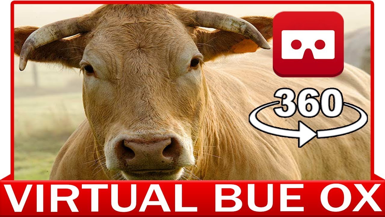360&deg; VR VIDEO - BUE OX - DISCOVERY NATURE & ANIMAL - VIRTUAL REALITY 3D