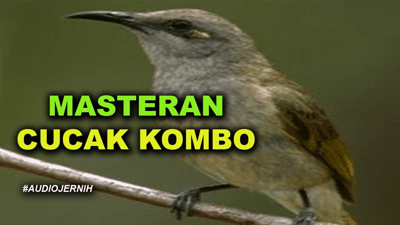 CUCAK KOMBO GACOR SUARA DAHSYAT| MASTERAN TERBARU 2020