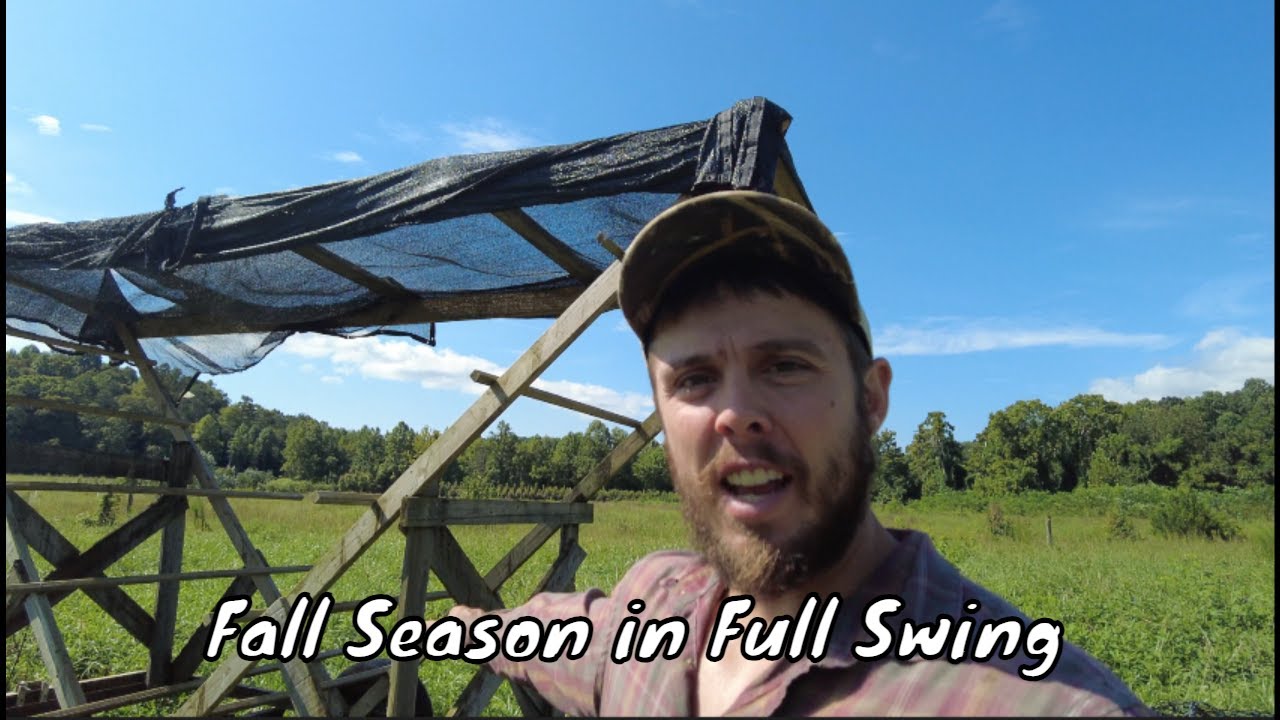 Turkeys on Pasture, Blueberries Growing, and Planning More Trees