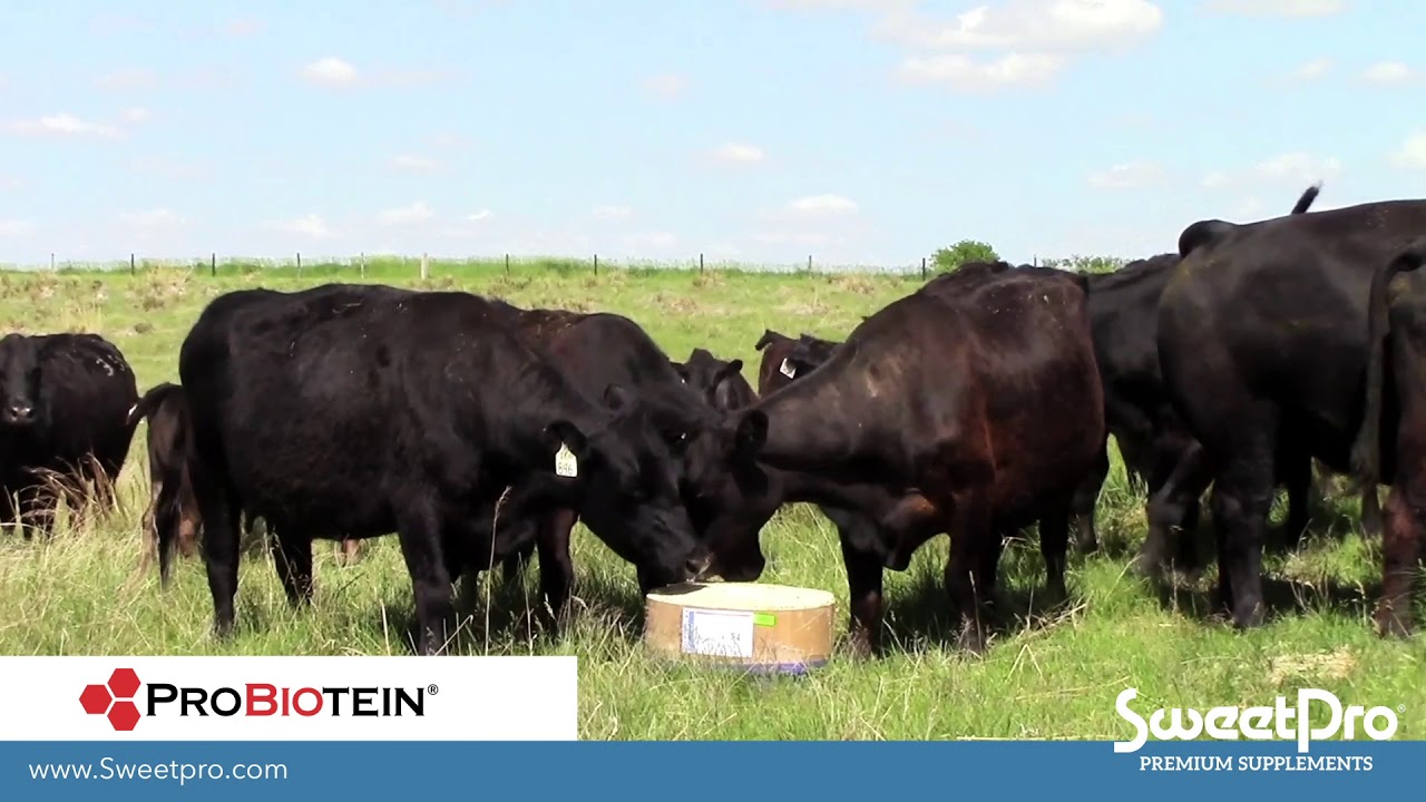 SweetPro - The Right Ingredients in the Right Block - RFDTVs American Rancher 2019