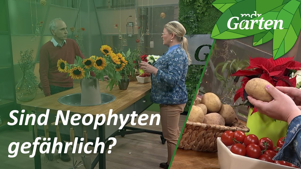 Neophyten: Gefahren und Tipps vom Biologen | MDR Garten