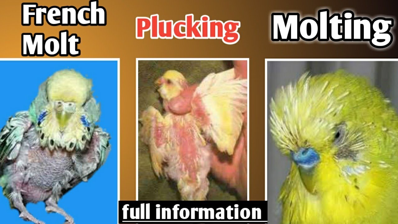 Full Information About Fether Plucking | Molting | French Molt In Australian Parrot