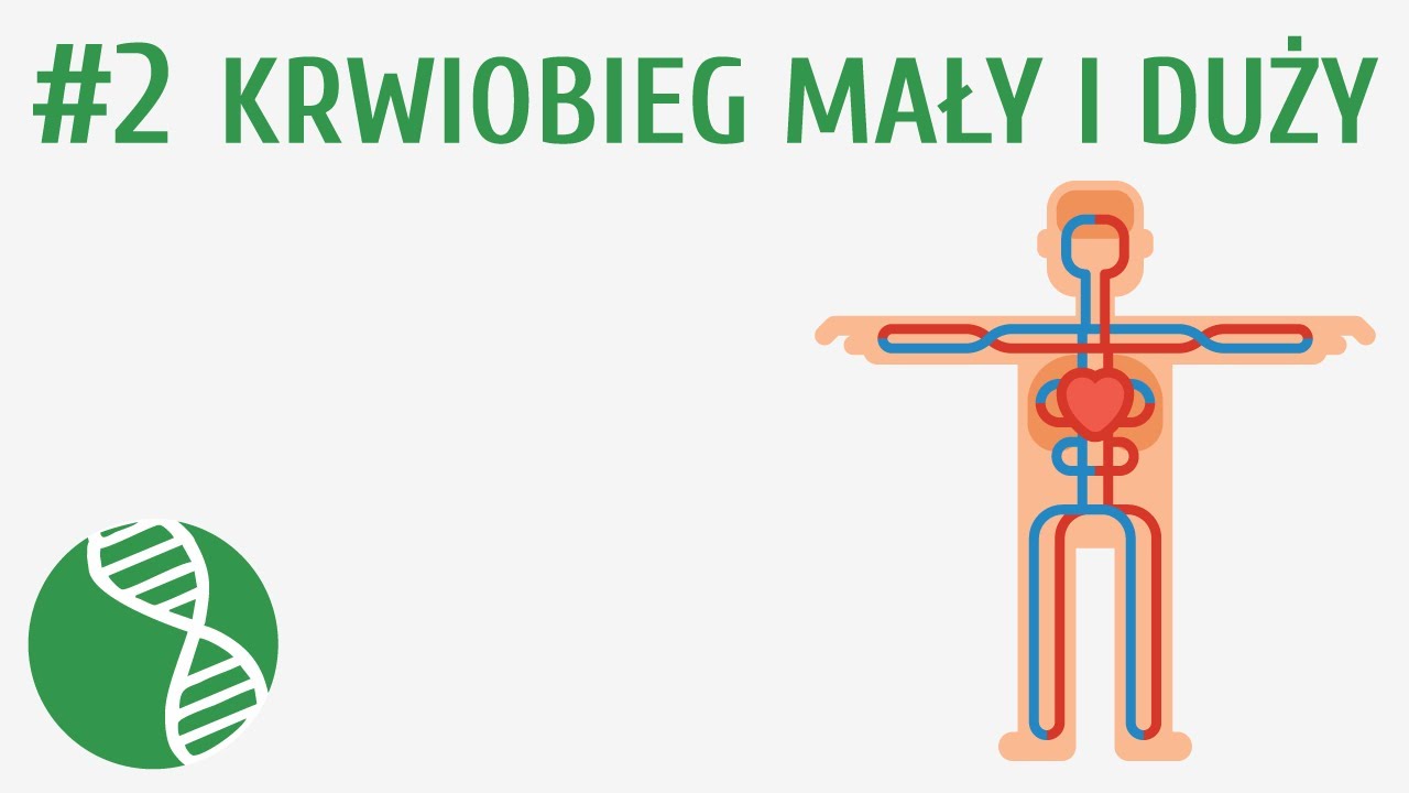 Krwiobieg mały i duży #2 [ Krążenie ]