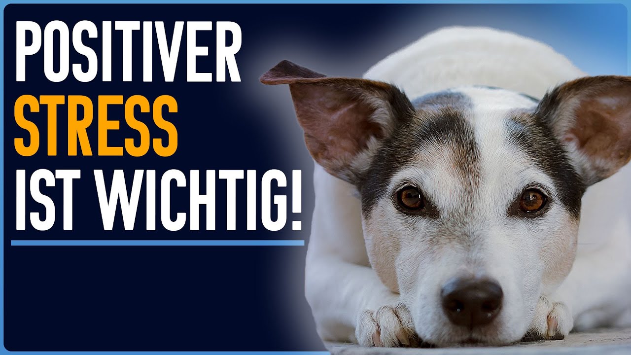 So STÄRKEN wir SELBSTVERTRAUEN der Hunde in der HuTa - Sicherheit kann erlernt werden!