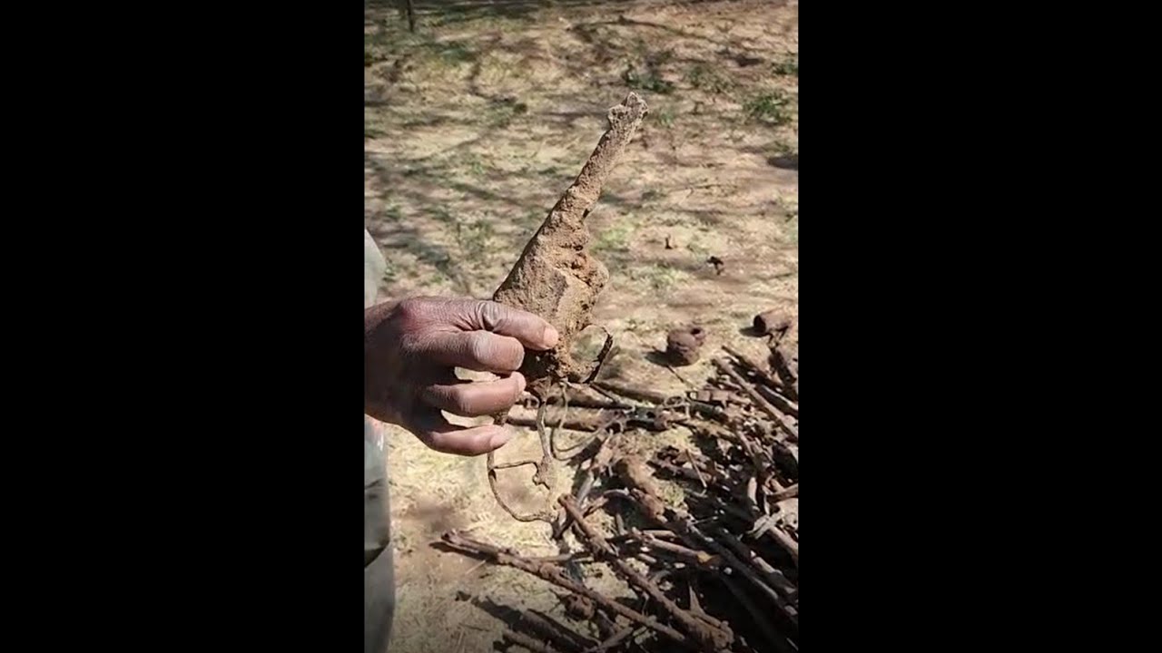 WWI  Weapons Unearthed At Tsumeb Namibia