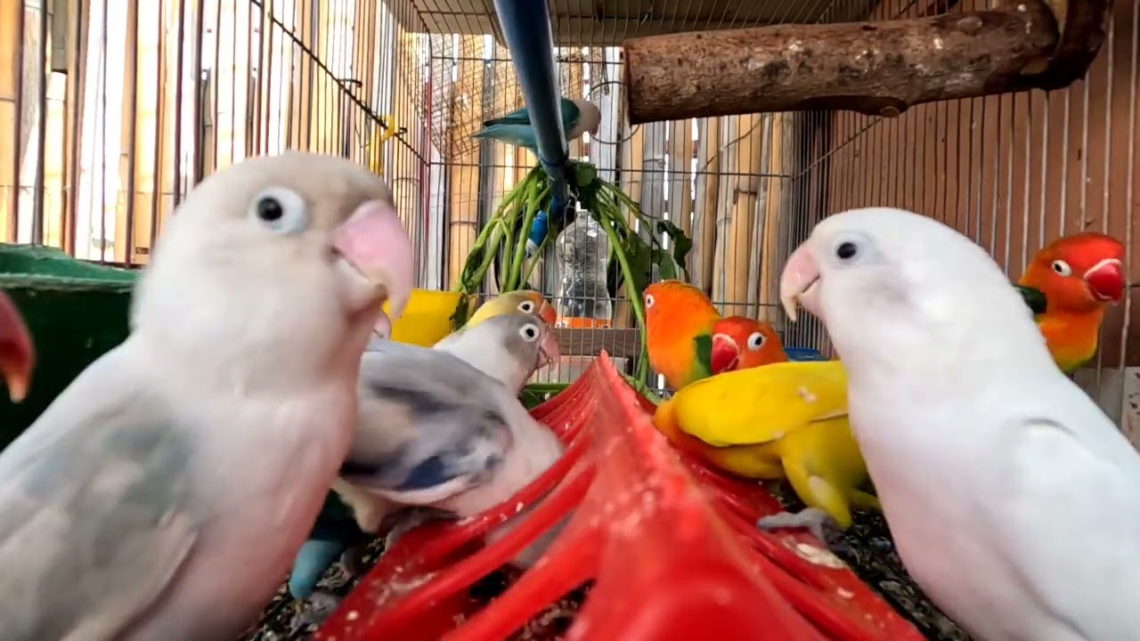 Birding🦜🦜