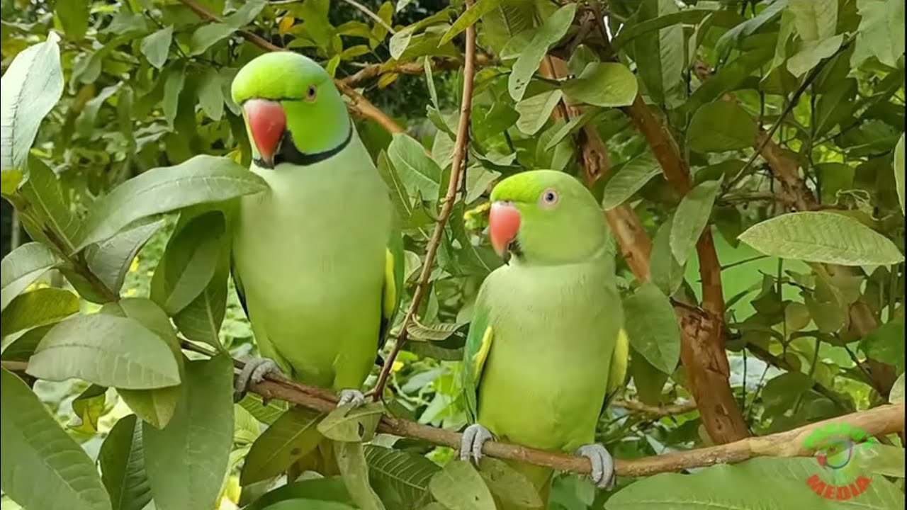 Natural parrot sound and video #parrot #birds #animals 🦜