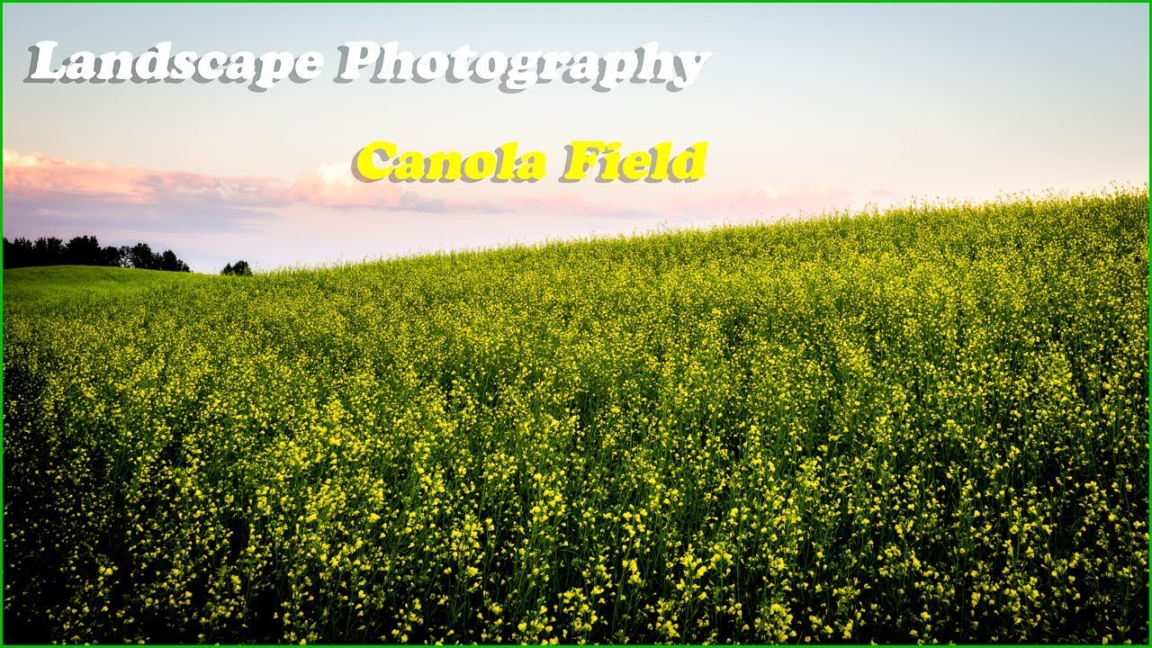 Canola Field