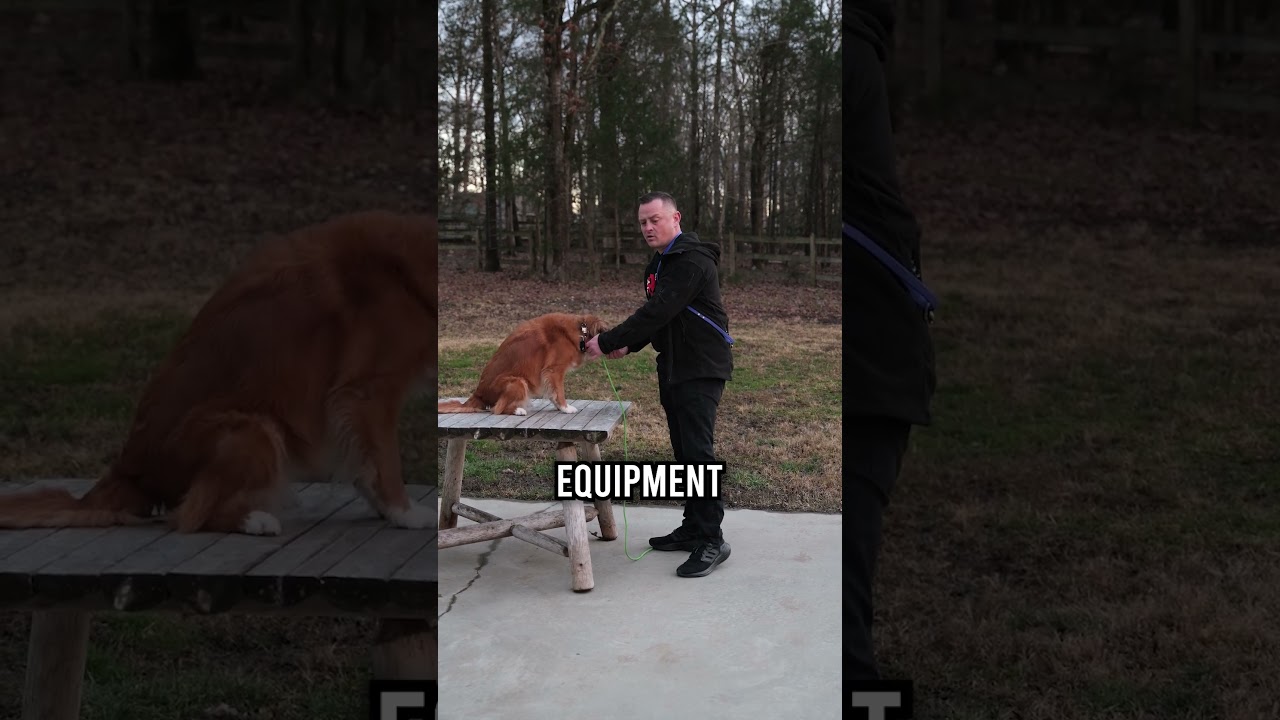 The BEST Leash on the Market