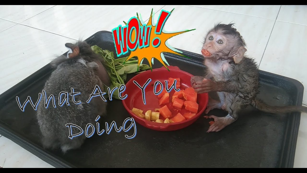 Baby Monkey Hungry