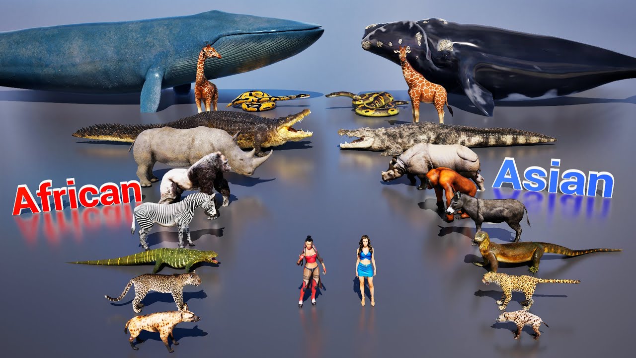 Size comparison : African animals Vs  Asian animals | 3D Animation