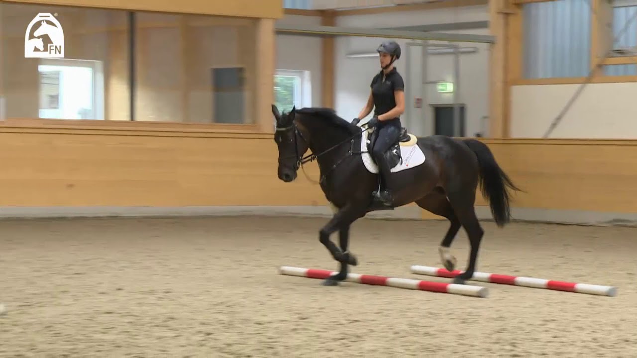 Springreiten lernen durch die Arbeit mit Cavaletti | G.-C. B&ouml;dicker, H.-W. Johannsmann, F. Lutter
