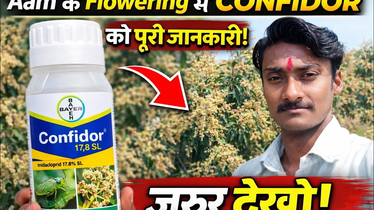  Aam Ke Flowering Mein Confidor Liquid Ka Sahi Use | Imidacloprid 17.8 SL | Mango Farming 2026