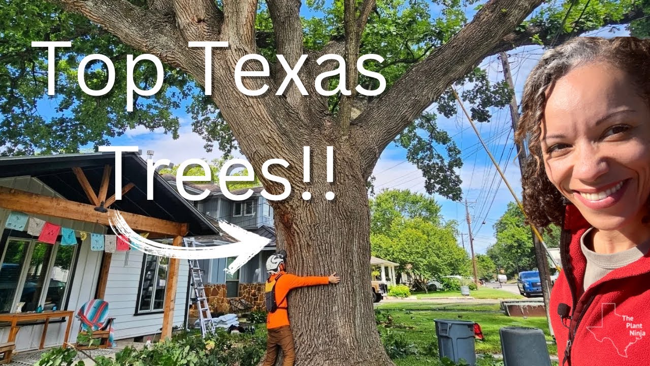 Arborist Recommends His Top Tree Picks for Central Texas!