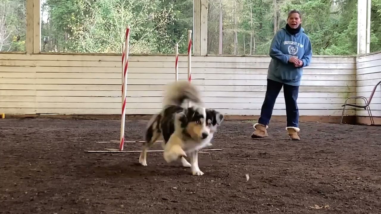 Weave Pole Training - Part 1, Sessions 1-7 - Dog Agility Weavepoles