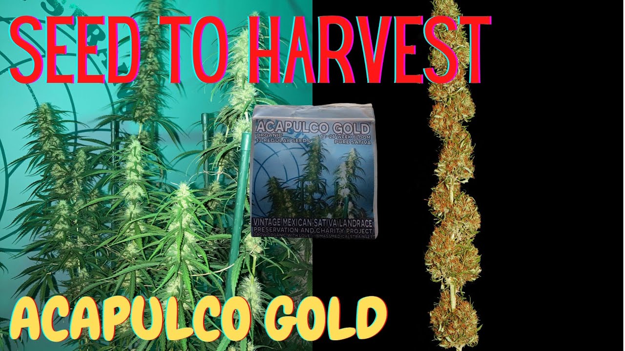 Bodhi's Acapulco Gold // Seed To Harvest // Landrace Seed Preservation Project